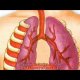 VIDEO THE RESPIRATORY SYSTEM (youtube: Classroom Video)